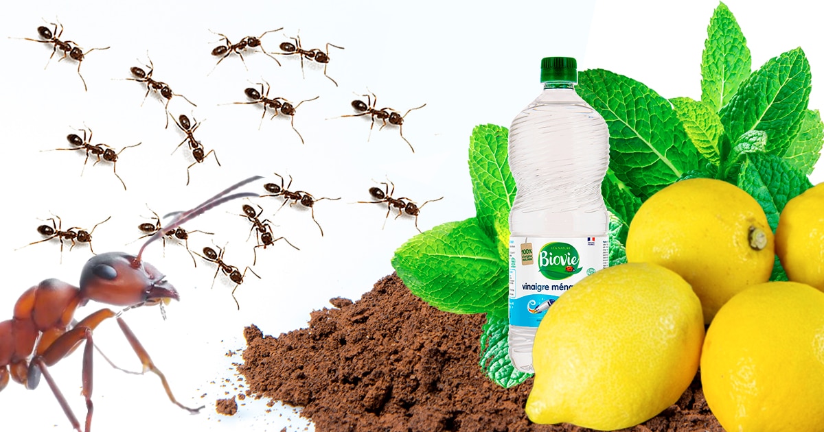 Fourmis, citron, vinaigre et terre pour éloigner les fourmis des aliments