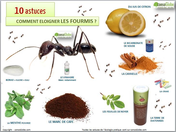 Fourmis et aliments, éloigner les fourmis avec 10 astuces naturelles