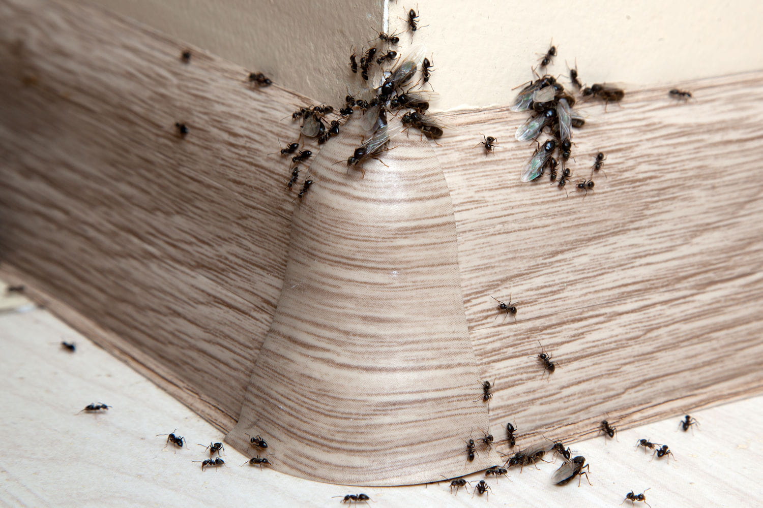 Fourmis envahissant un coin de maison en bois