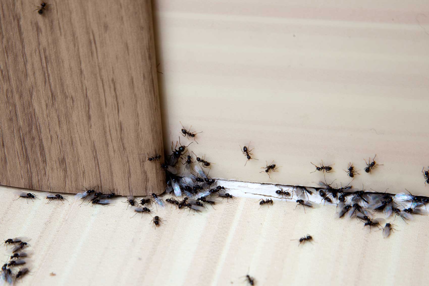 Fourmis envahissant un coin de maison, problème d'infestation