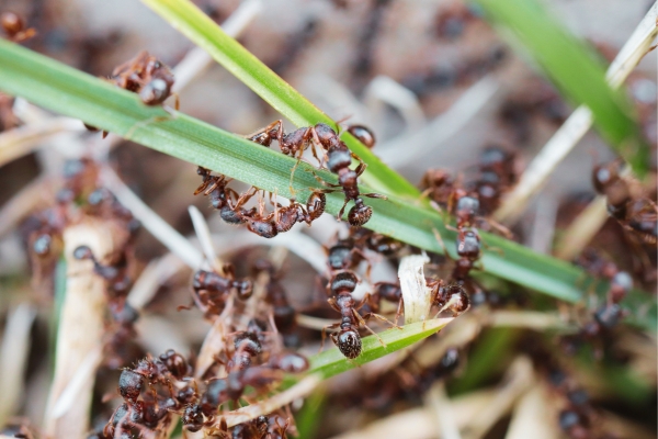 Fourmis envahissant une plante verte dans un jardin ou un espace extérieur