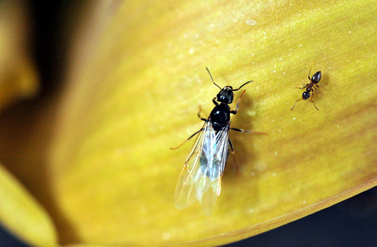 Fourmi volante sur feuille jaune avec une fourmi sans ailes à côté