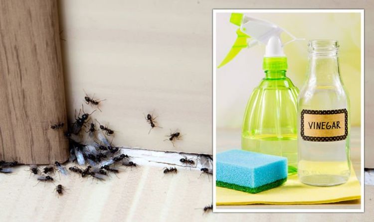 Fourmis volantes et produits naturels pour les éliminer