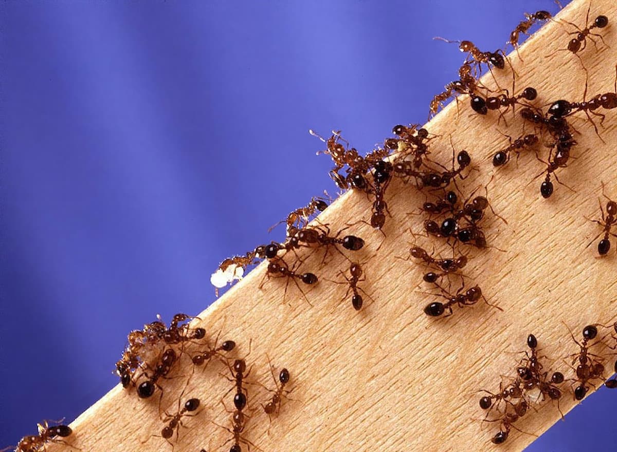 Fourmis envahissant une surface en bois, dangers pour la santé et les biens