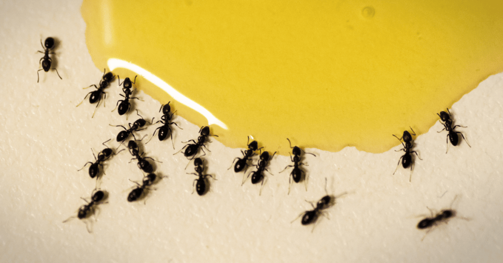 Fourmis noires envahissant une tache de liquide jaune sur surface blanche
