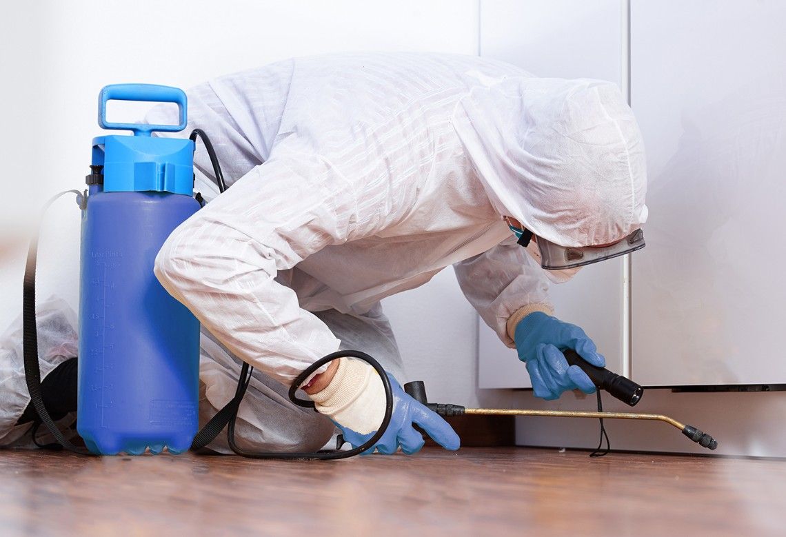 Traitement insecticide contre les fourmis nuisibles
