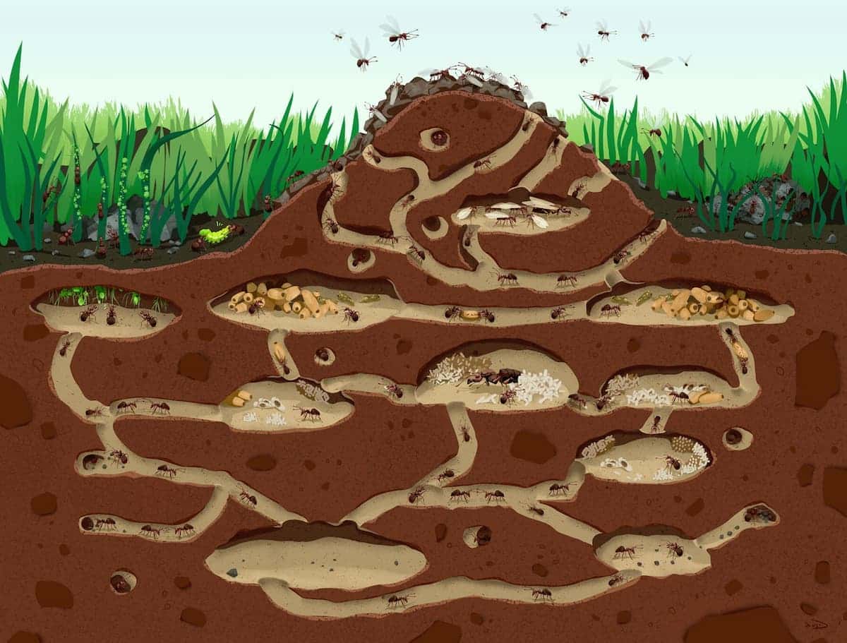 Fourmilière souterraine avec des tunnels et des fourmis transporteant de la nourriture