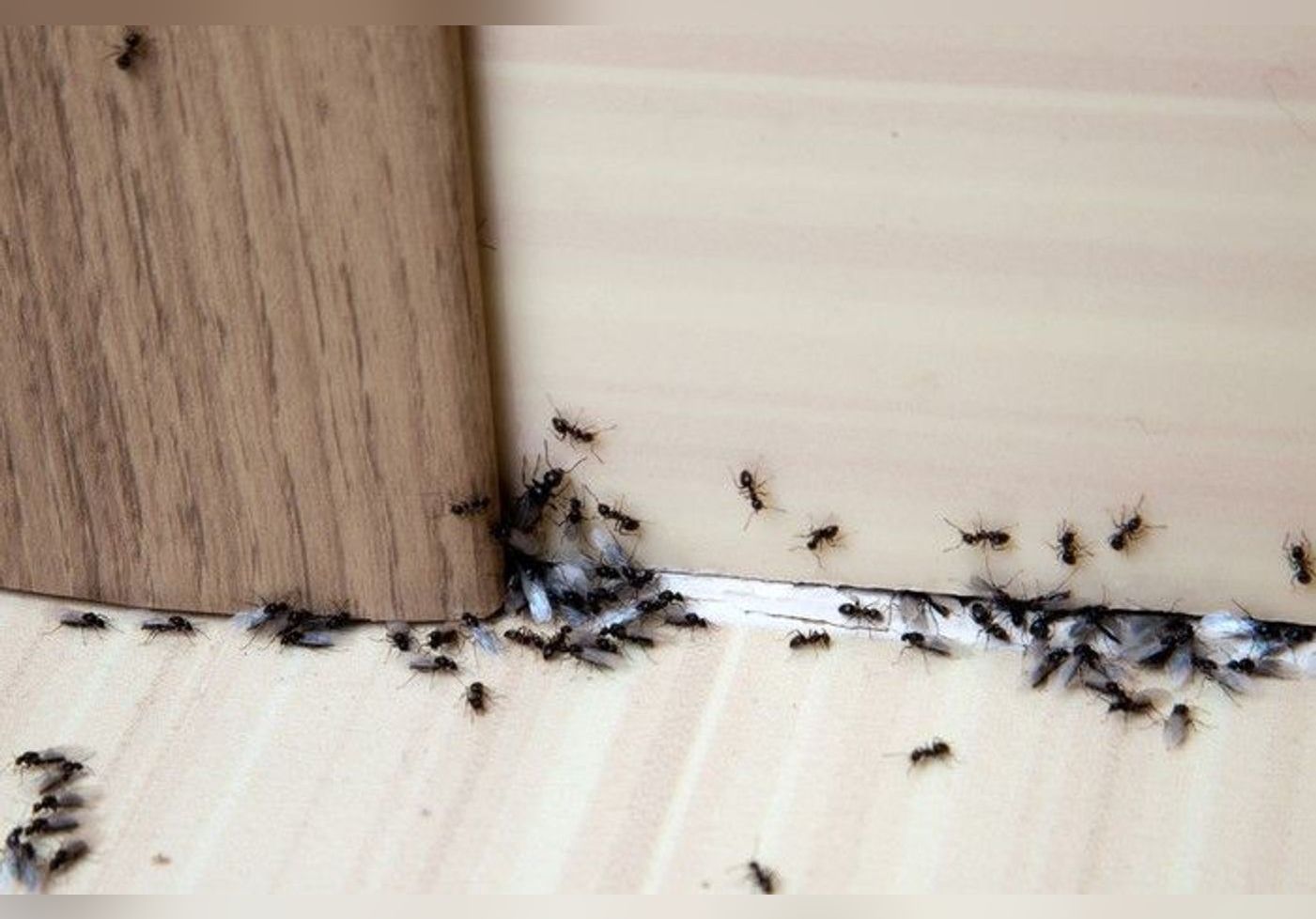 Fourmis envahissant un coin de plancher en bois