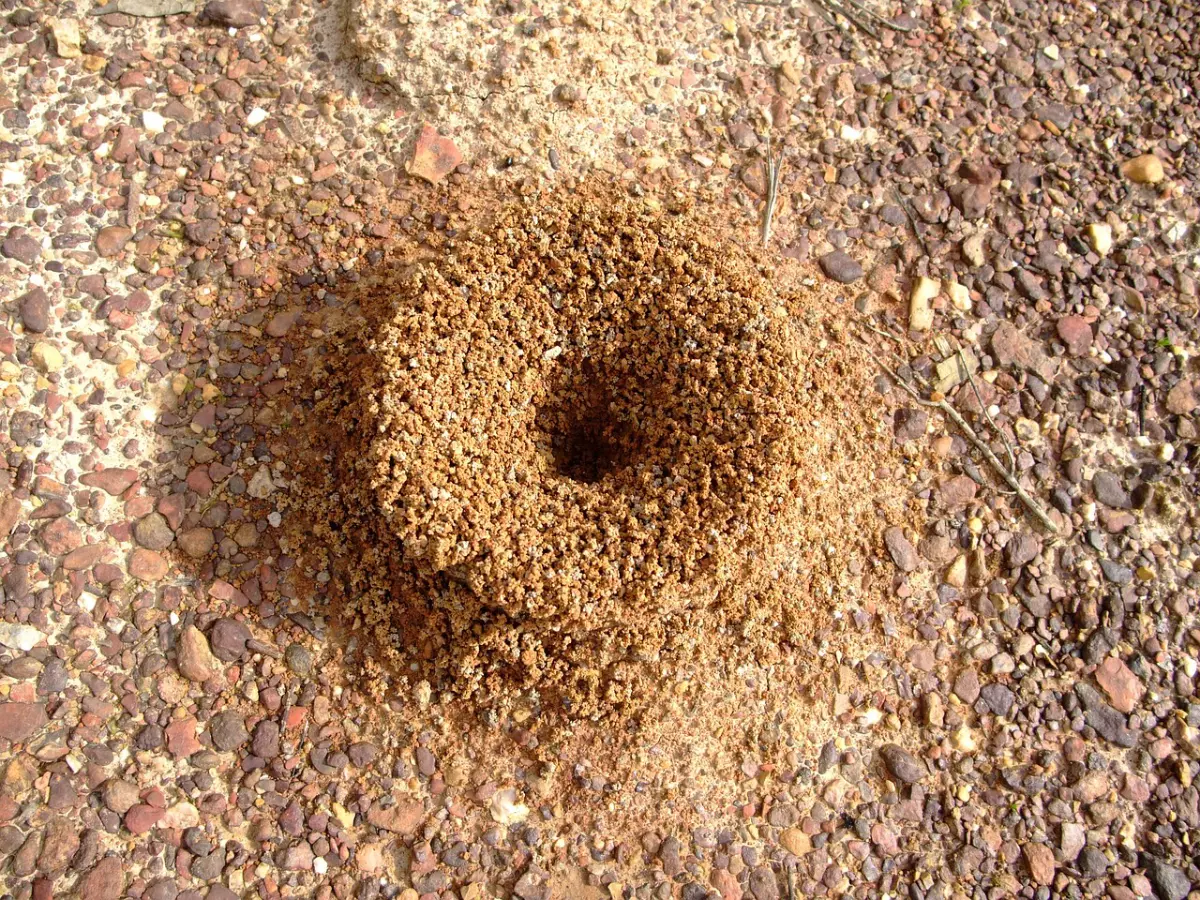 Nid de fourmis, entrée de fourmilière dans sol sablonneux et caillouteux