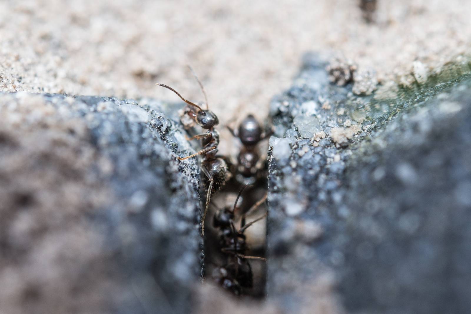 Fourmis sombres entrant dans un nid souterrain caché