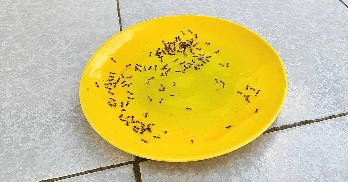 Fourmis sur un piège jaune pour les éliminer