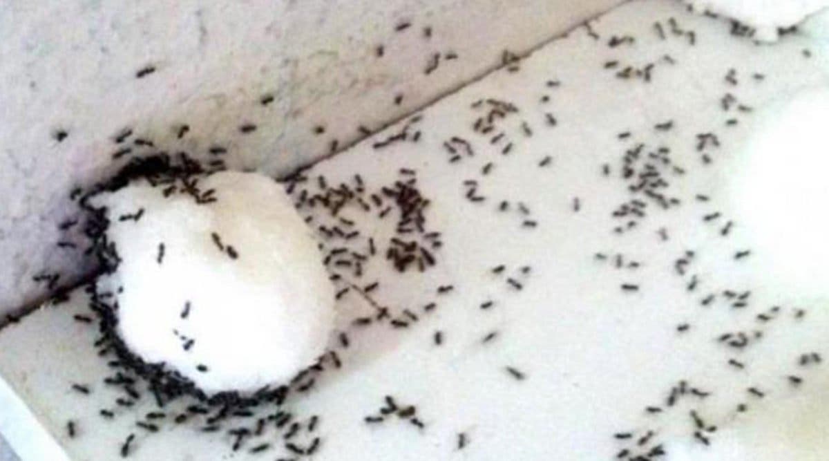 Fourmis envahissant un espace domestique, problème d'infestation