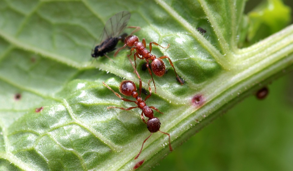 Fourmis rouges sur une feuille verte, problème d'infestation dans le Finistère