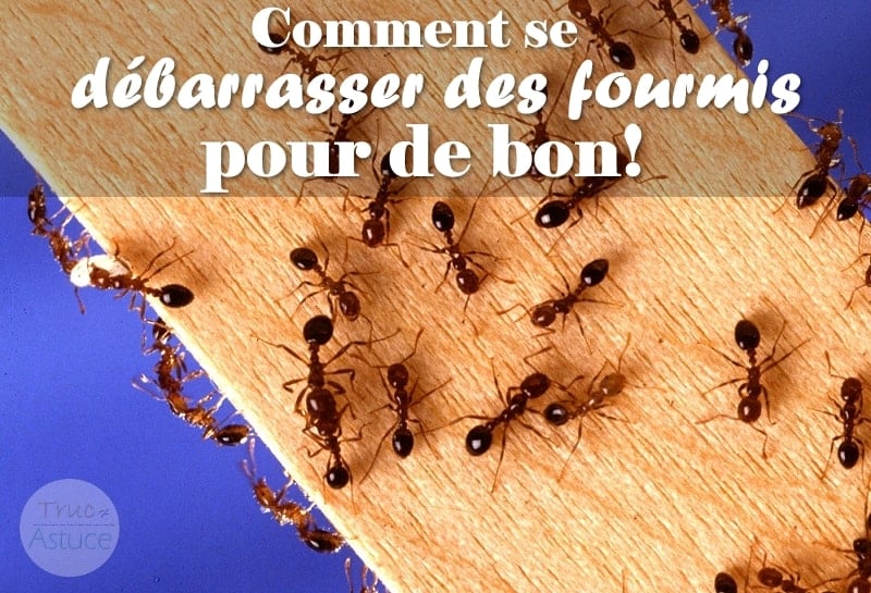 Fourmis sur bois, éradication définitive, problème de fourmis