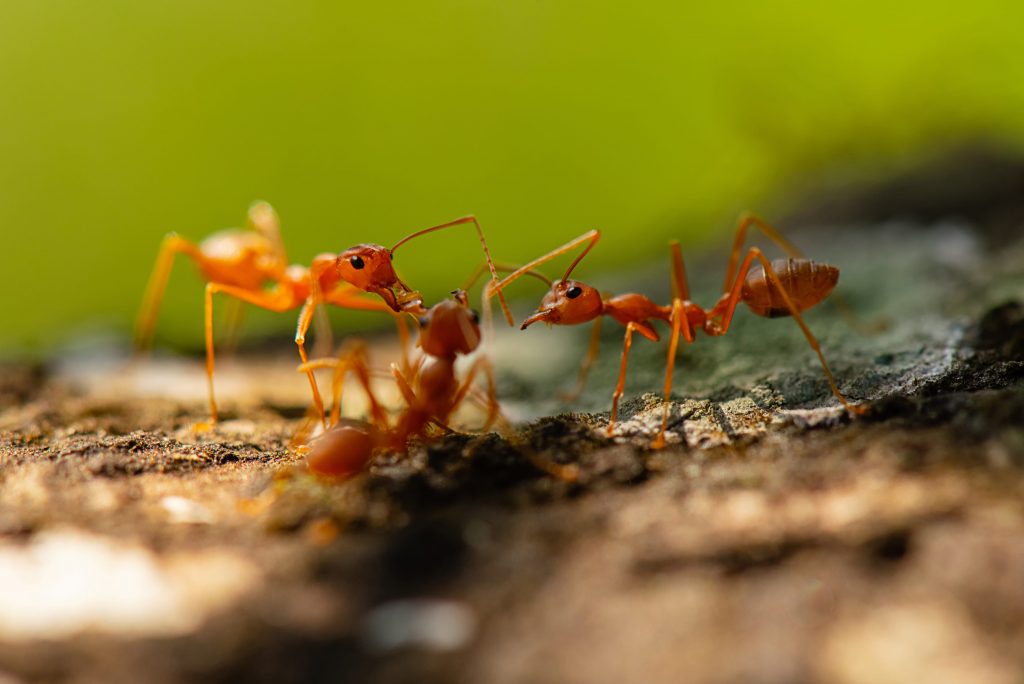 Fourmis rouges sur un sol humide, problème pour les animaux domestiques