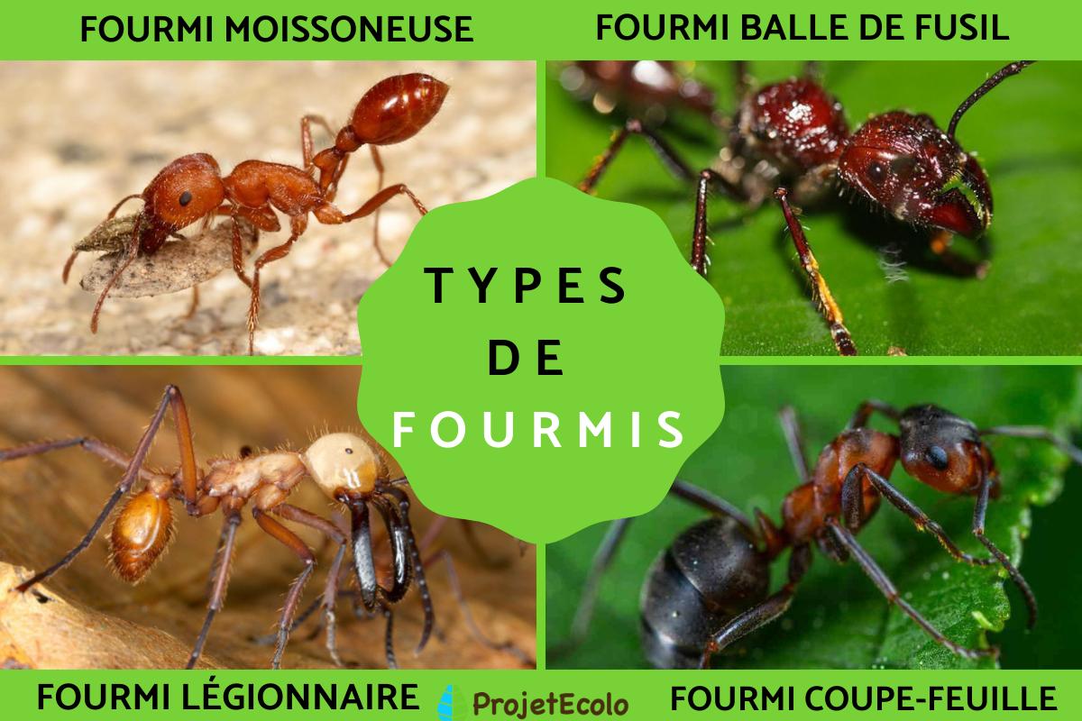 Fourmis variées, espèces communes, protection animaux domestiques
