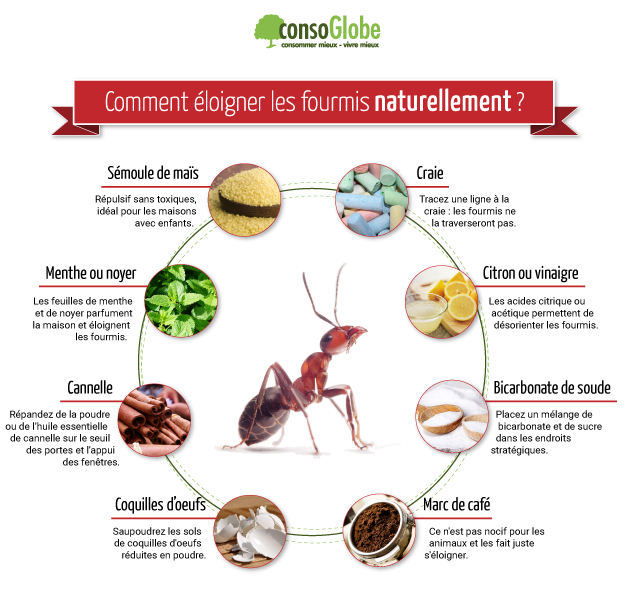 Fourmis et déchets, éloigner les fourmis naturellement avec des produits courants