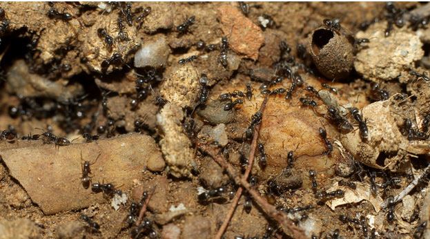 Fourmis noires sur sol sale et déchets, problème d'infestation
