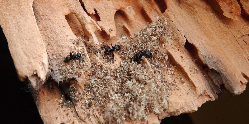 Fourmis sur nid détritus bois