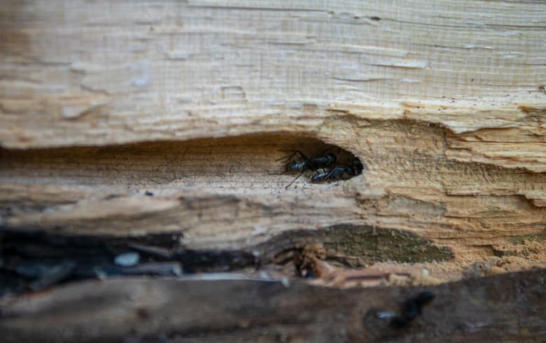 Fourmi dans un trou de bois pourri, signe d'infestation