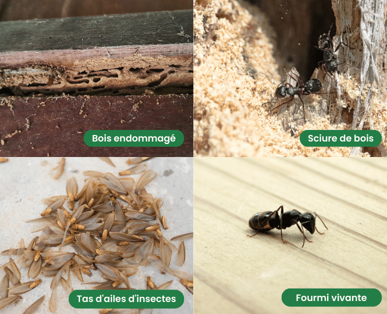 Fourmis dans les murs : bois endommagé, sciure et insectes