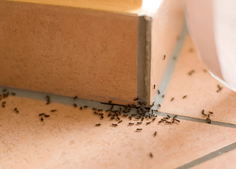 Fourmis envahissant un coin de mur et un sol en carrelage
