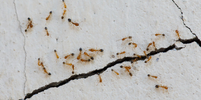 Fourmis sur fissure murale, problème d'infestation