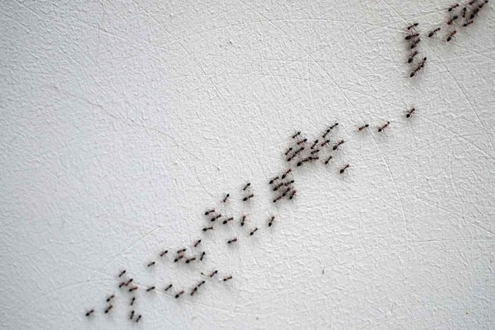 Fourmis sur un mur, invasion de fourmis dans les murs