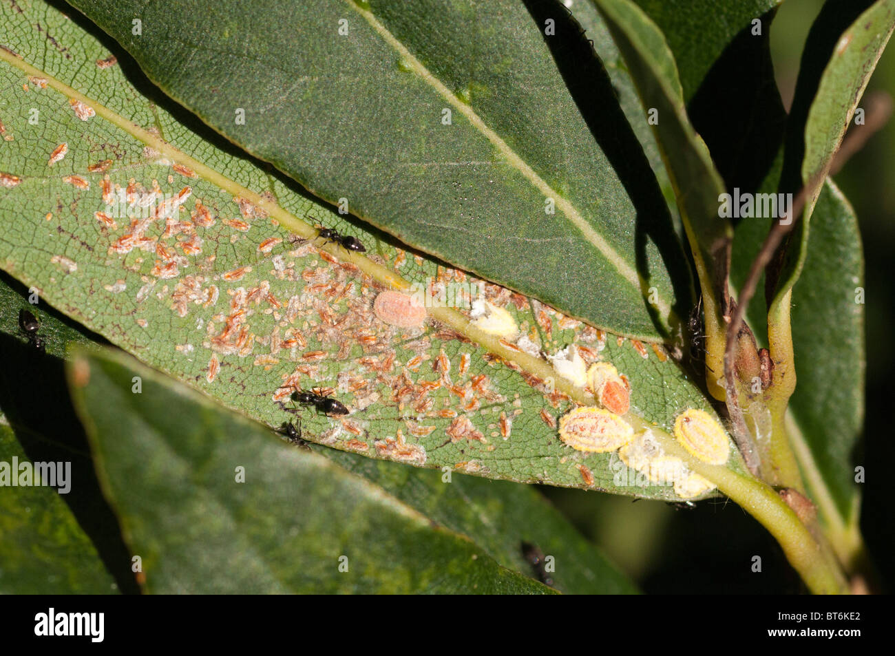 Fourmis et pucerons sur une feuille verte avec des taches brunes