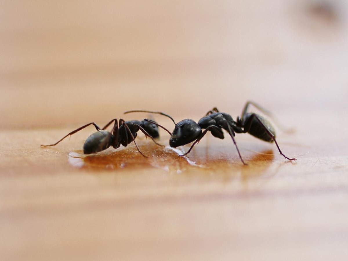 Fourmis noires sur une surface en bois, problème pour les plantes