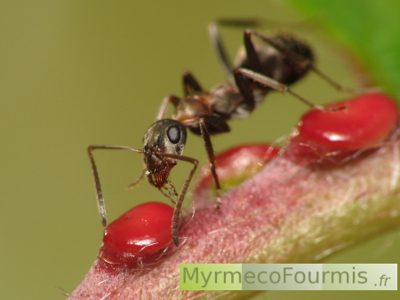 Fourmis sur des plantes médicinales rouges avec des graines