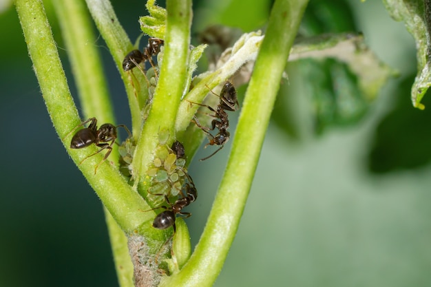 Fourmis sur plante médicinale, protection contre les fourmis